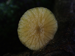 Cyptotrama glabra