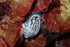 Hypselodoris maritima