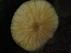 Cyptotrama glabra