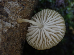 Cyptotrama glabra