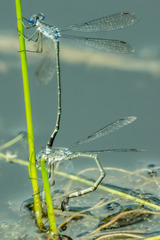 Lestes tridens