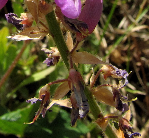 Desmodium intortum image