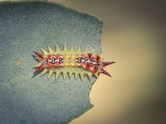 Doratifera quadriguttata