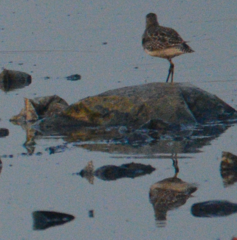 Calidris minuta