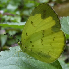 Eurema ada