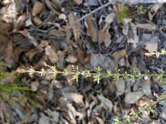 Boronia gracilipes