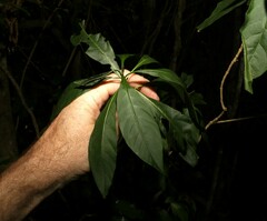 Pavetta australiensis