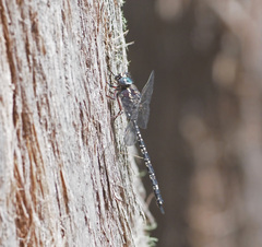 Austroaeschna parvistigma