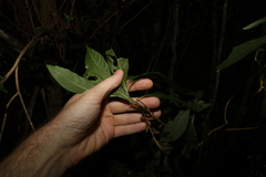 Pavetta australiensis