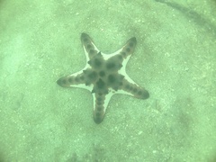 Protoreaster nodosus