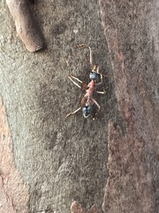 Myrmecia nigriceps