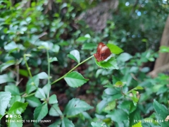 Abisara saturata