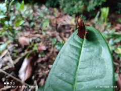 Abisara saturata