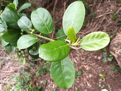 Ficus burtt-davyi