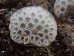 Favolaschia nipponica