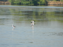 Himantopus leucocephalus