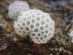 Favolaschia nipponica