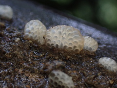 Favolaschia nipponica