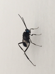 Evania appendigaster