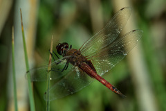 Tramea limbata