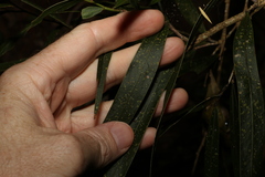 Acacia fasciculifera
