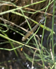 Allocnemis leucosticta