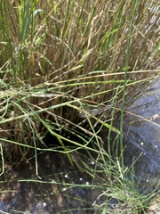 Allocnemis leucosticta