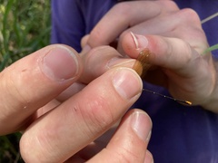 Allocnemis leucosticta