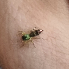 Cosmophasis thalassina