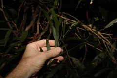 Acacia fasciculifera