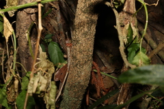 Acacia fasciculifera