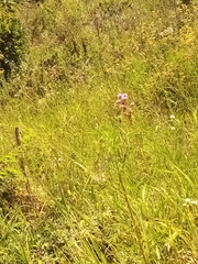 Campuloclinium macrocephalum