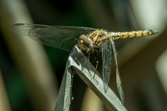 Trithemis