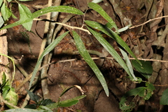 Acacia fasciculifera