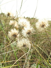 Galatella angustissima