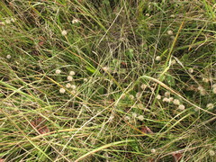 Galatella angustissima