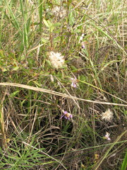 Galatella angustissima