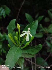 Oxyceros longiflorus