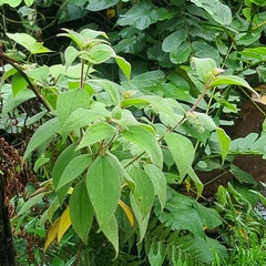 Miconia dependens