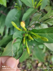 Oxyceros longiflorus