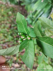 Oxyceros longiflorus