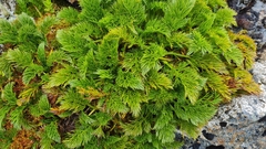 Aciphylla dissecta