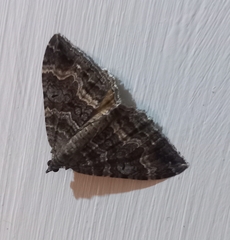 Hydriomena deltoidata