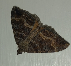 Hydriomena deltoidata