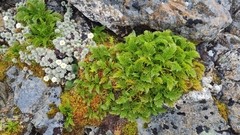 Aciphylla dissecta