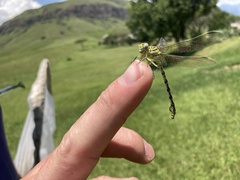 Ceratogomphus pictus