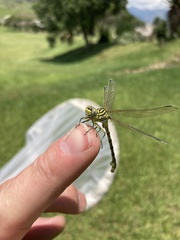 Ceratogomphus pictus