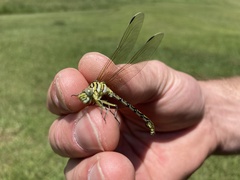 Ceratogomphus pictus