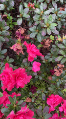 Rhododendron indicum