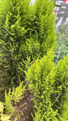 Platycladus orientalis